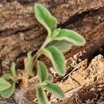 Sericocomopsis hildebrandtii Leaf