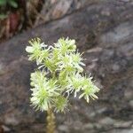 Petrosedum sediforme Kwiat