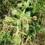 Abutilon pannosum Фрукт