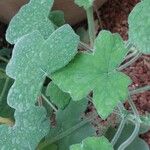 Pelargonium tomentosum Blatt