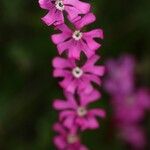 Silene scabriflora Flower