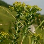 Euphorbia seguieriana Otro