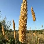 Phalaris aquatica Плод