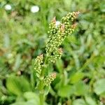 Rumex acetosaBlüte