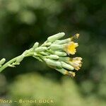 Lactuca quercina Flor