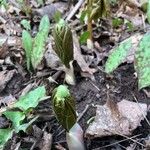 Podophyllum peltatum Lapas