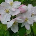 Malus domestica ᱵᱟᱦᱟ