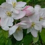 Malus domestica Flor