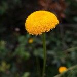 Leucanthemum virgatum 花