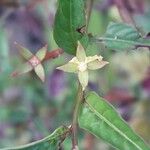 Ludwigia erecta Blüte