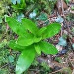 Scilla lilio-hyacinthus Leaf