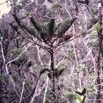 Araucaria humboldtensis Habitus