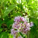 Hoffmannanthus abbotianus Blomst