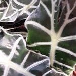 Alocasia sanderiana Liść