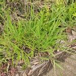 Urochloa eminii Habitat