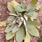 Verbascum thapsusFolha