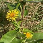 Inula helenium Žiedas