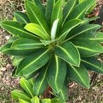 Euphorbia stygiana Hoja
