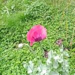 Papaver somniferumFlower