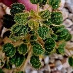 Cleome droserifolia Leaf