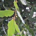 Laurus nobilisFlower