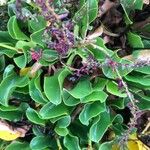Limonium bellidifolium Листок