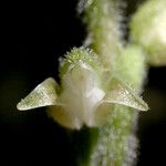 Goodyera oblongifolia Цвят