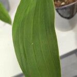 Zygopetalum maculatum Hoja