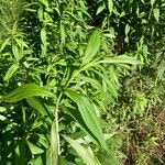 Solidago giganteaBlatt