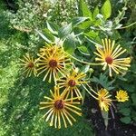 Rudbeckia subtomentosa Çiçek