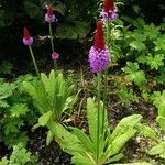 Primula vialii Habitatea