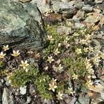 Saxifraga bryoides Hàbitat