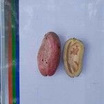 Dacryodes edulis Fruit