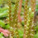 Selaginella helvetica Fruit