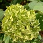 Hydrangea arborescensЦвят