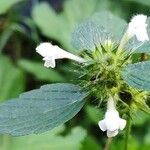 Galeopsis tetrahit Flower