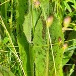 Hypochaeris maculata List