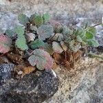 Erodium corsicum Yeri