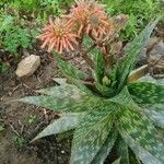 Aloe lateritia Цвят