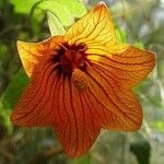 Canarina canariensis Blomst
