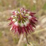 Trifolium ciliolatum Flower