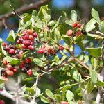 Searsia tripartita Fruit