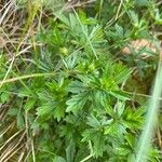 Potentilla erecta برگ