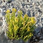 Hypericum ericoides Leaf