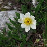 Dryas octopetala पत्ता