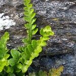 Asplenium marinum Leaf