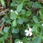 Cardamine bellidifolia 葉