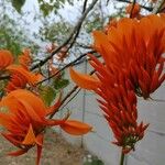 Erythrina poeppigiana Flor