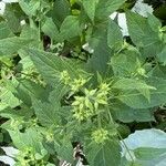 Ageratina altissima पत्ता