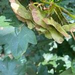 Acer campestre Frucht